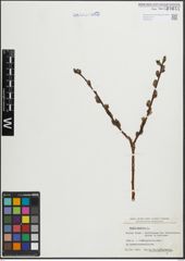 Foto von Salix hastata L.